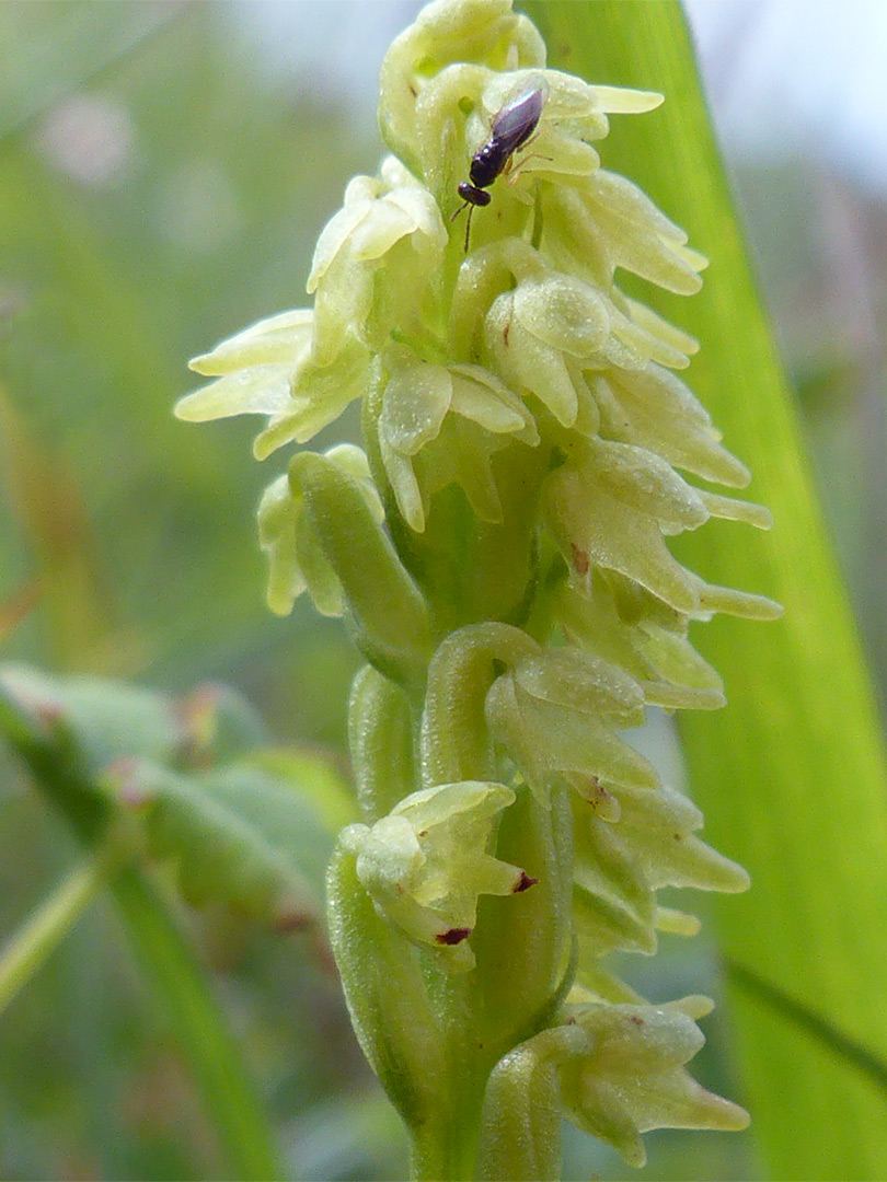 Dense flower cluster