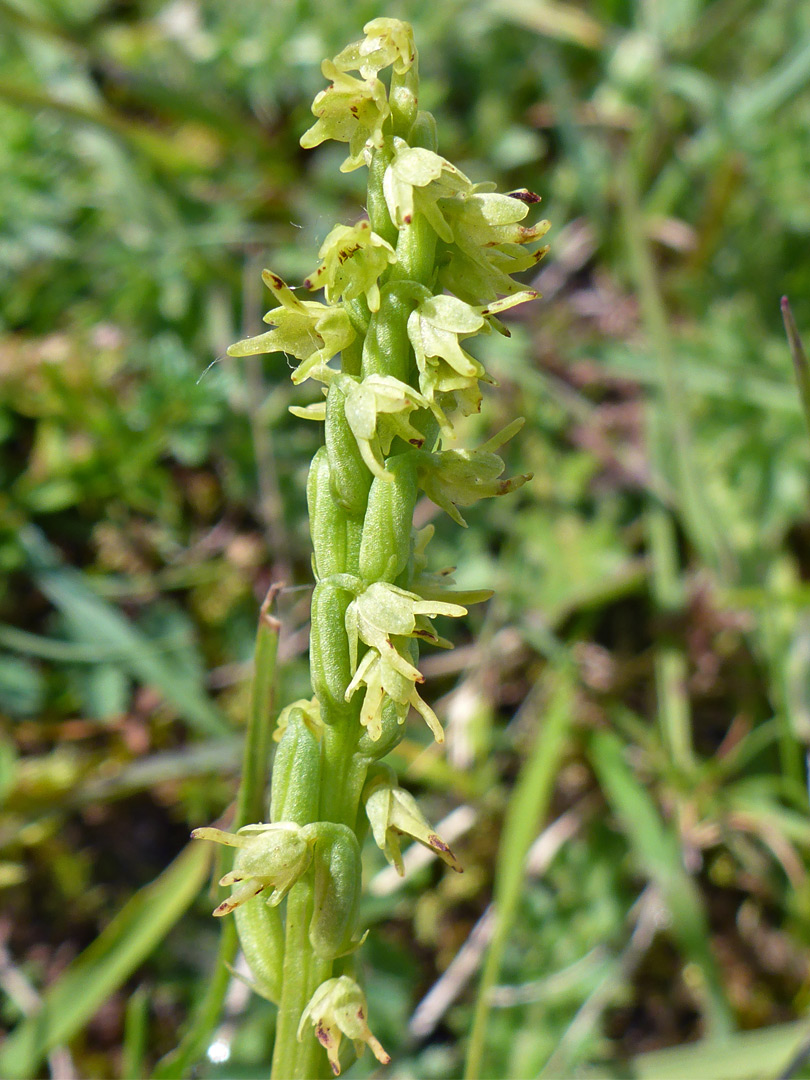 Inflorescence