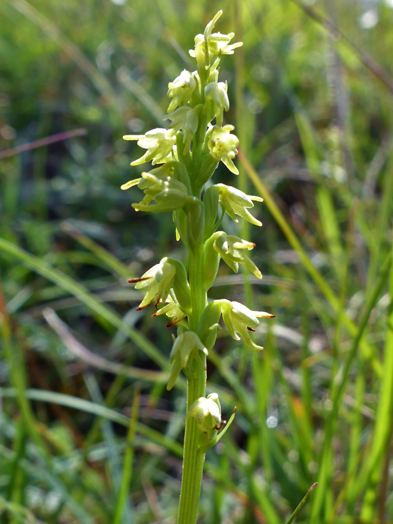 Grooved stem