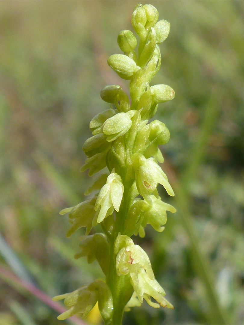 Buds and flowers