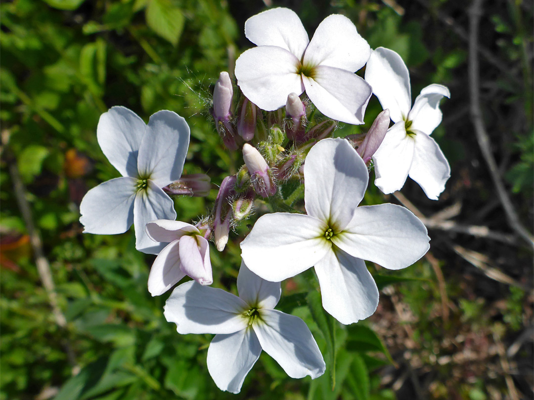 White flowers