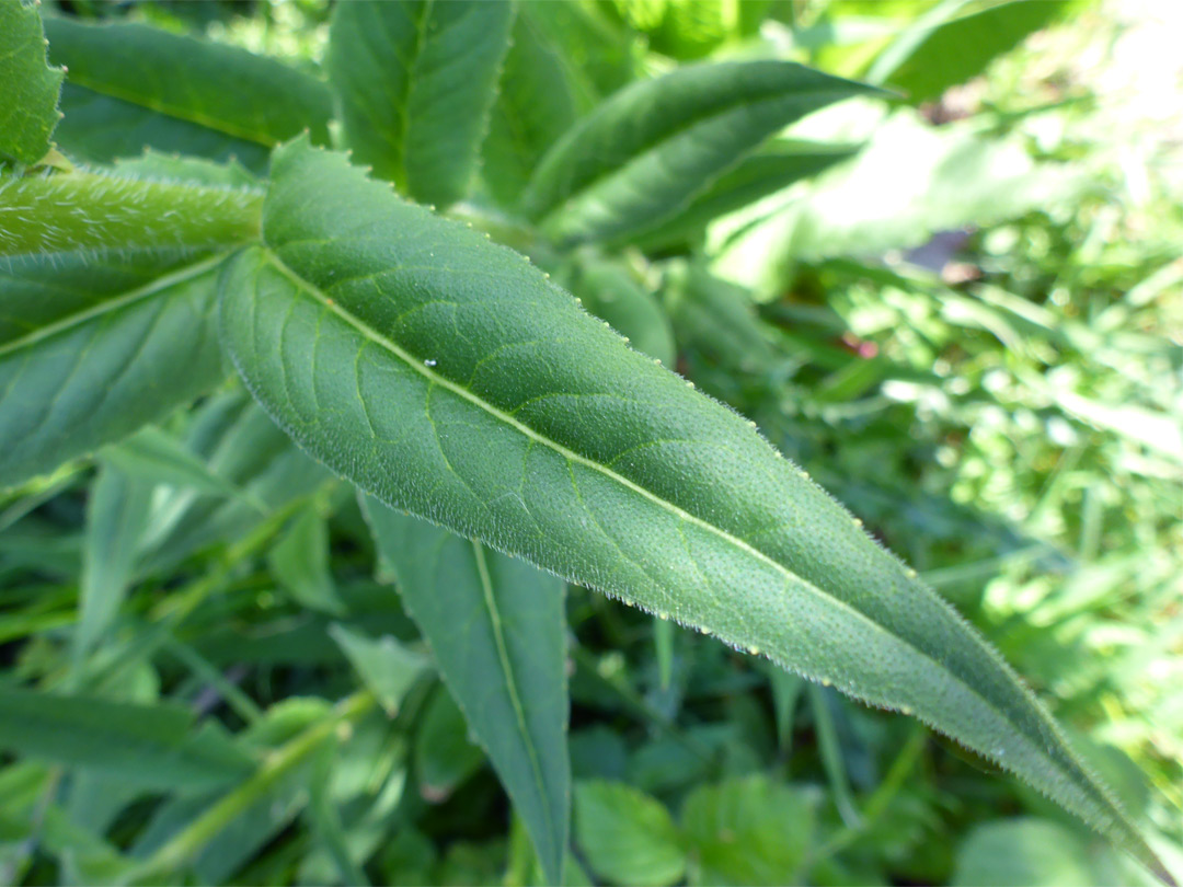 Narrow leaf