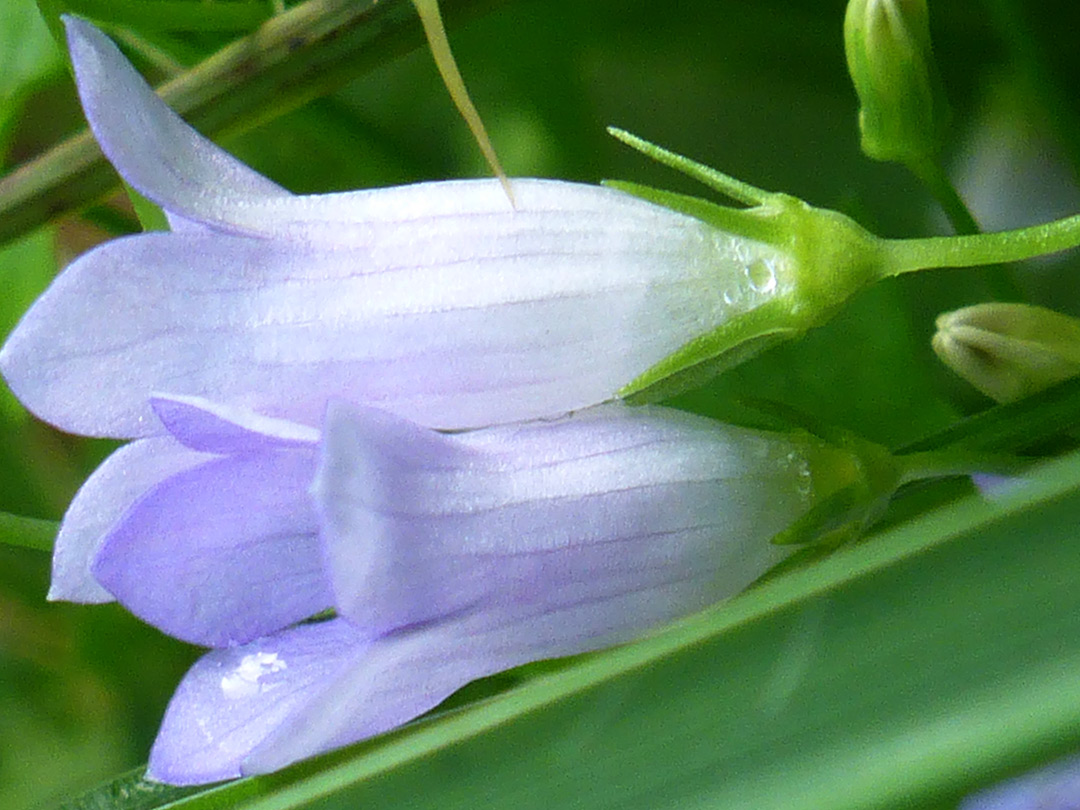 Calyces and corollas