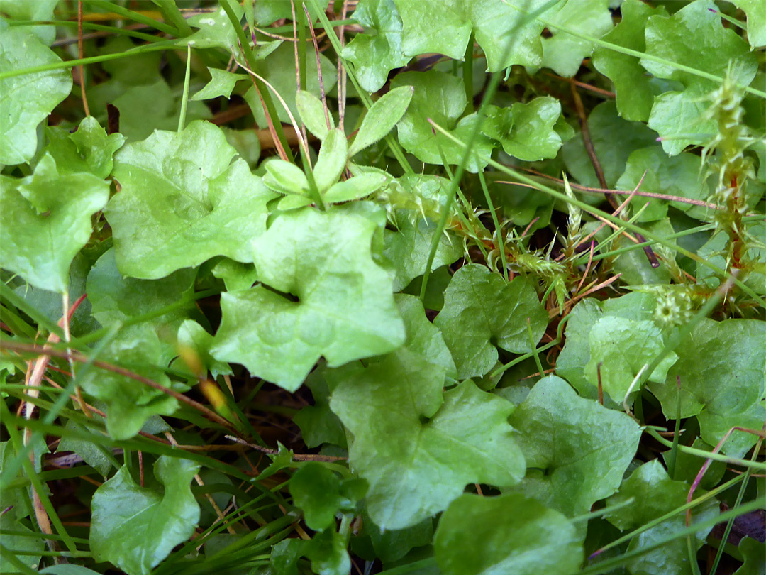 Hairless leaves