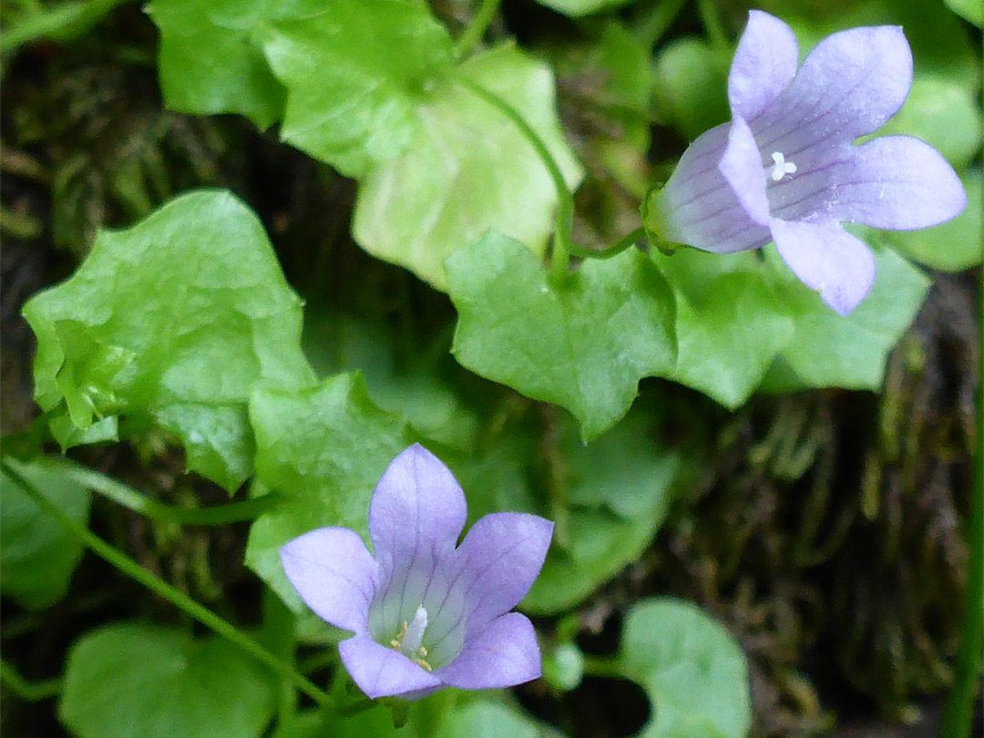 Ivy-leaved bellflower