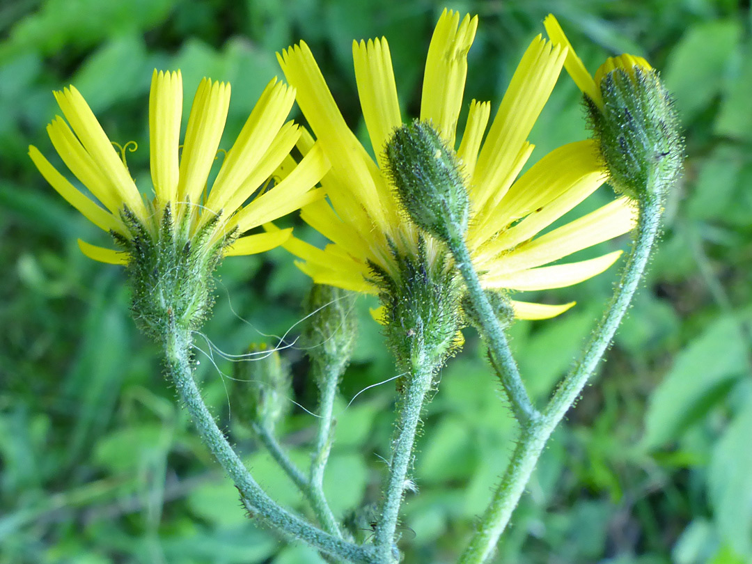 Hairy phyllaries