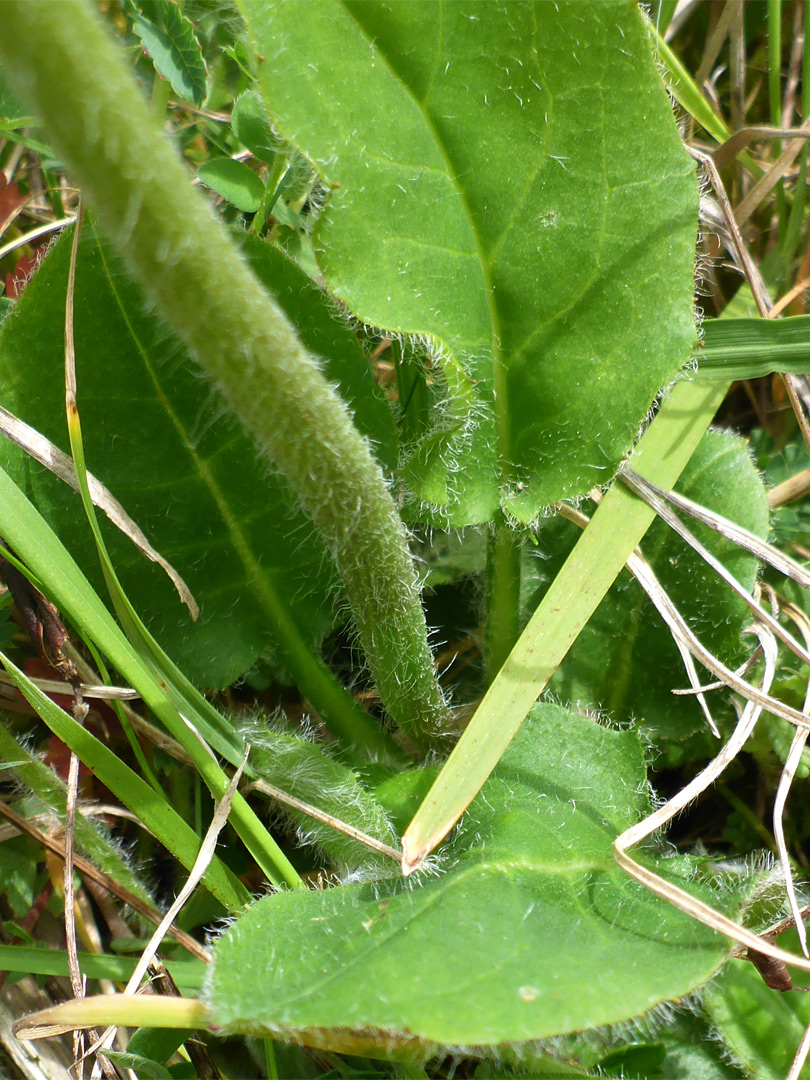 Basal leaves