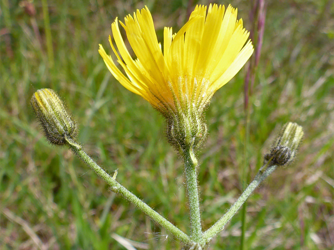 Florets and phyllaries