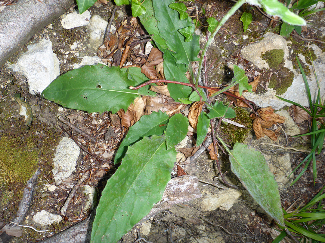 Stalked leaves