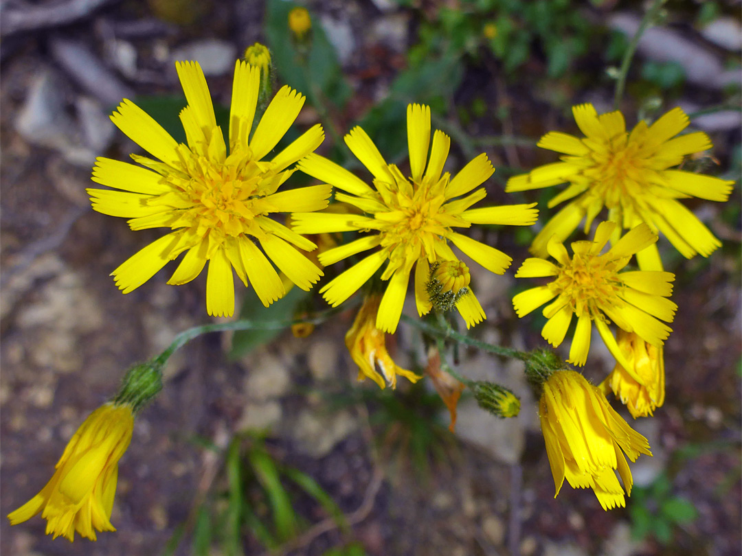 Group of flowerheads