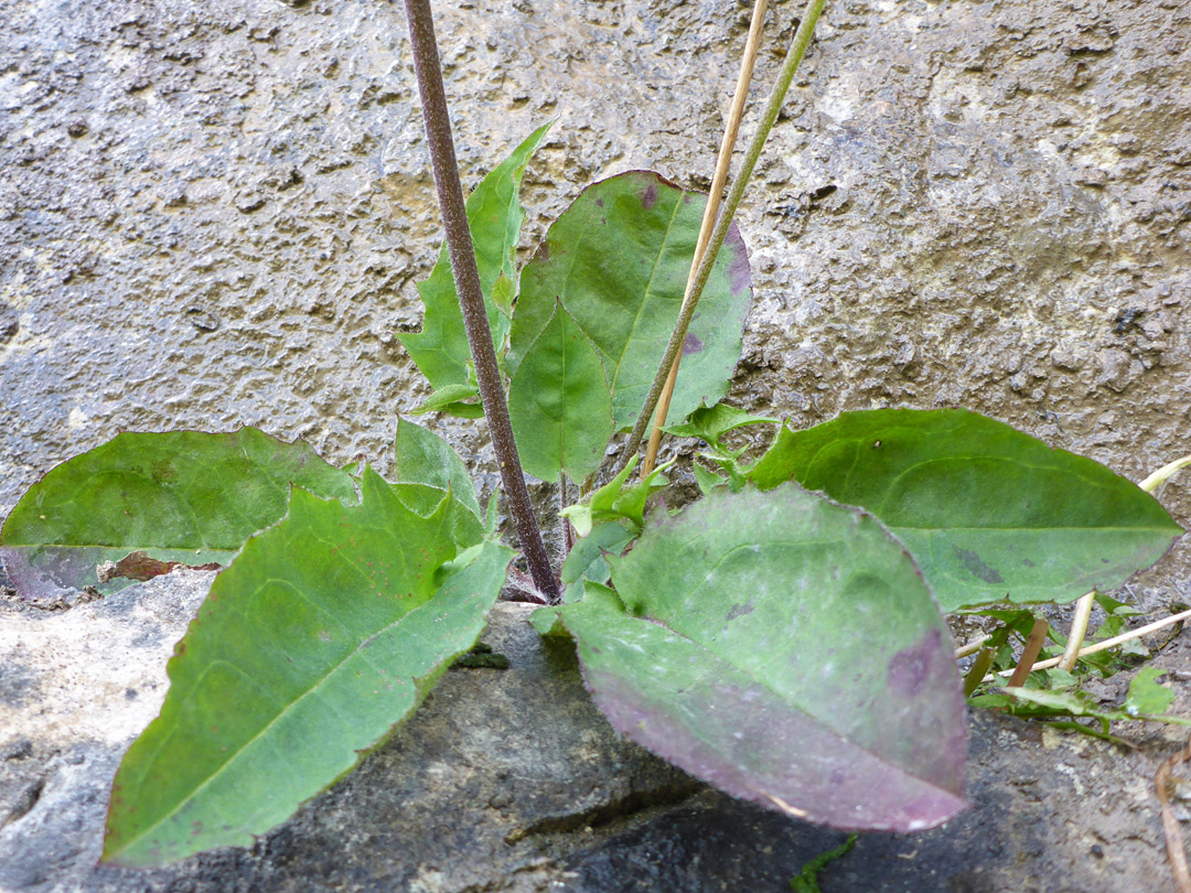 Basal leaves