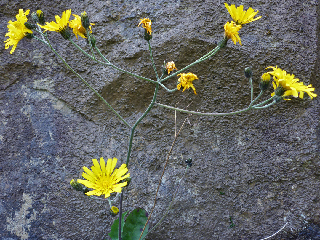 Branched flowering stem