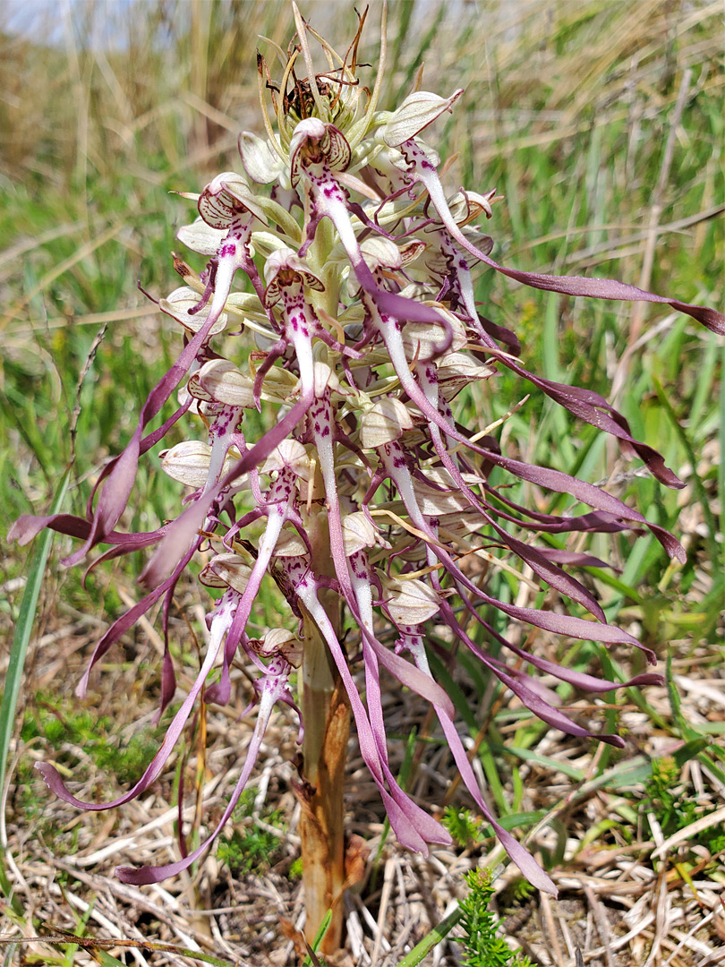 Spreading flowers