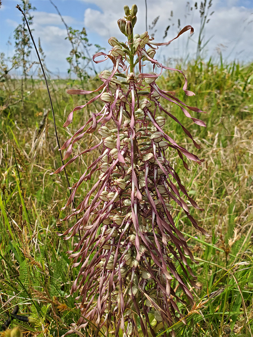 Numerous flowers