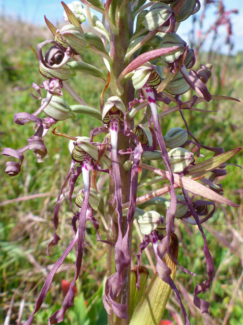 Base of the inflorescence