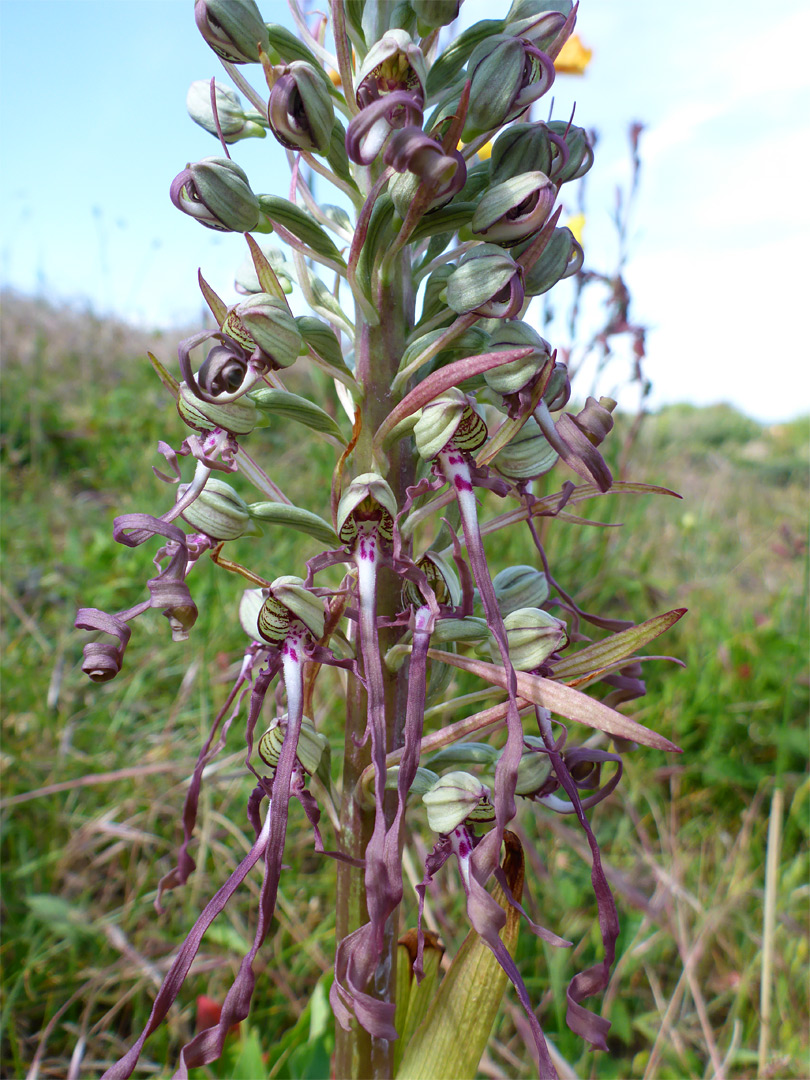 Clustered flowers