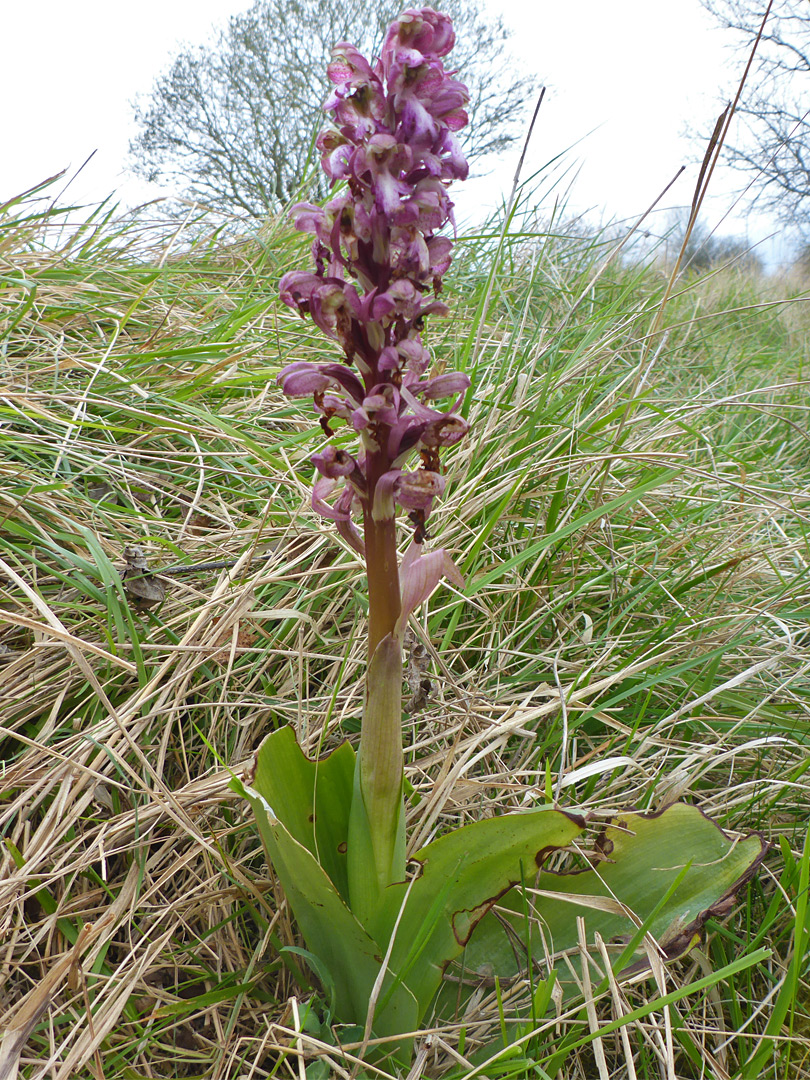 Leaves, stem and flowers