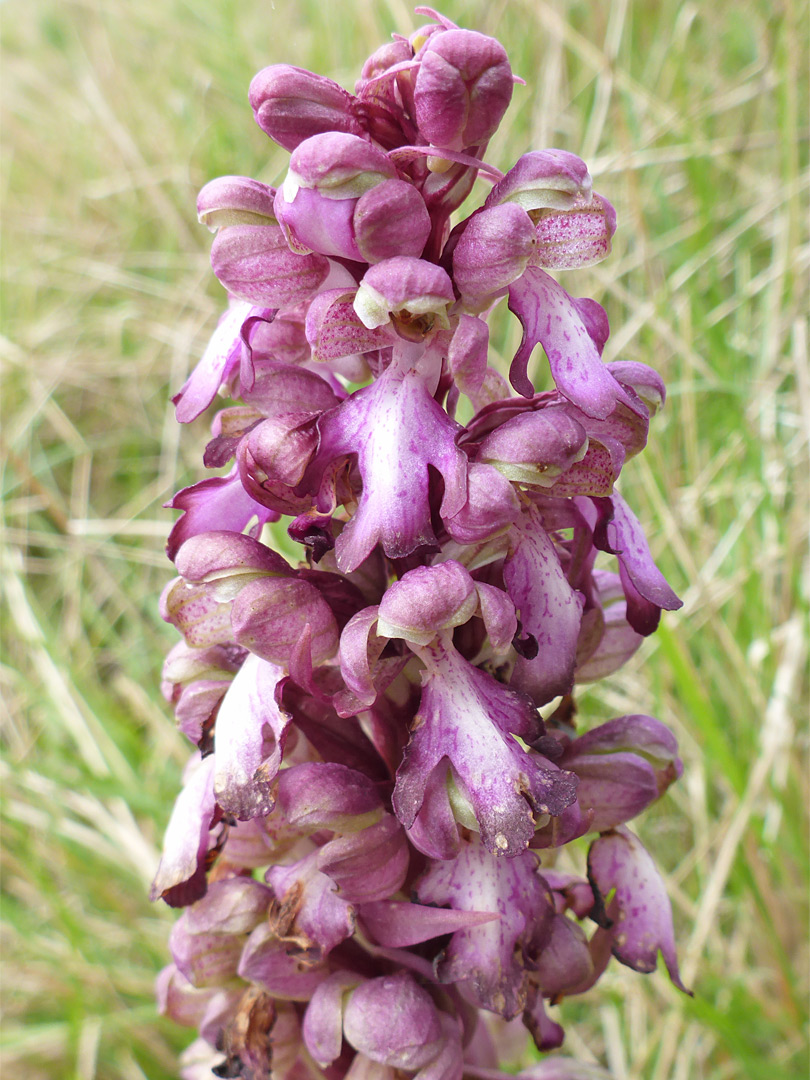 Dense inflorescence