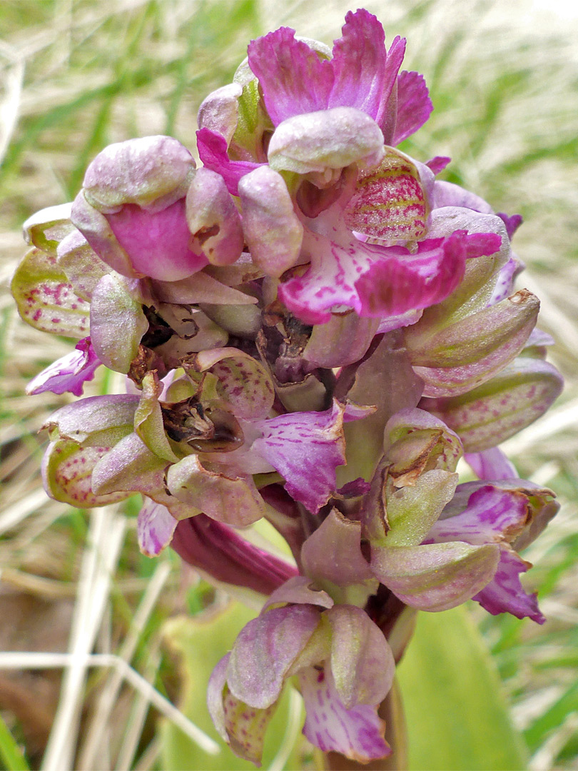 Greenish-pink flowers