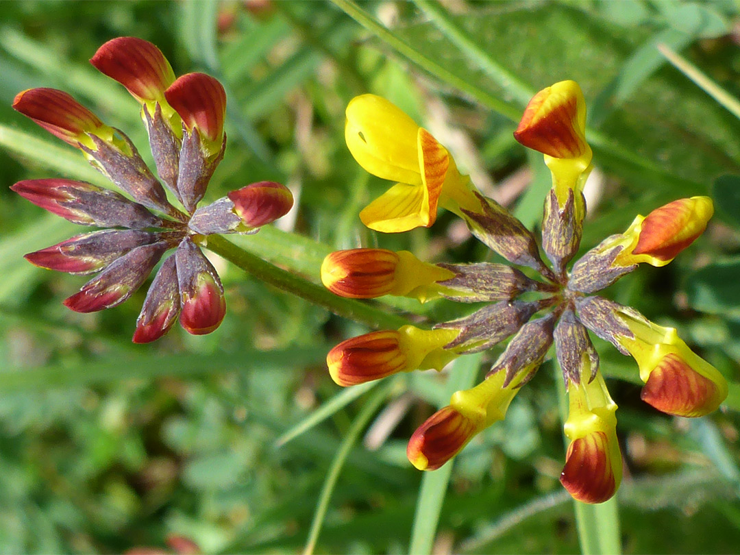 Horseshoe vetch