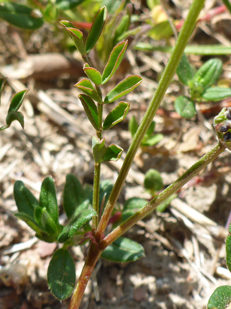 Pinnate leaves