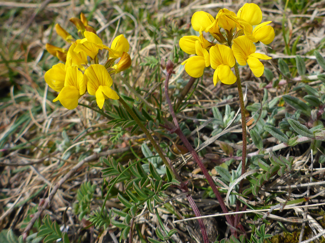 Two flowering stems