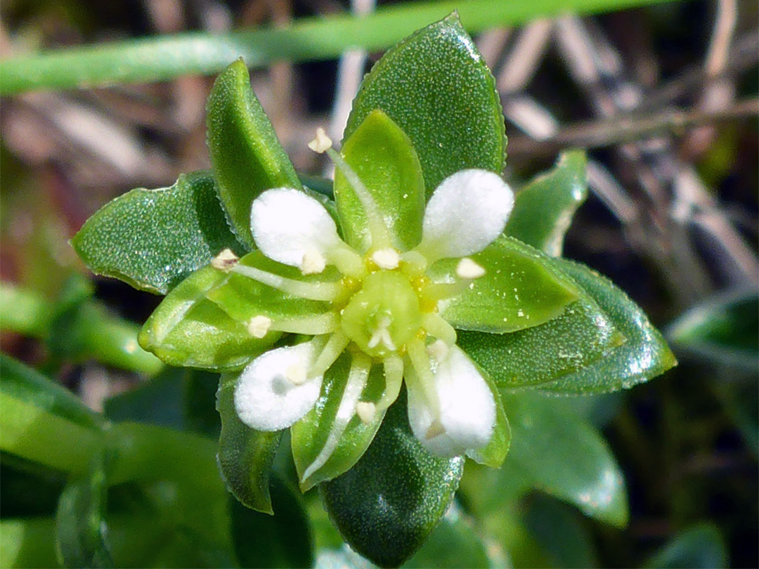 Small white petals