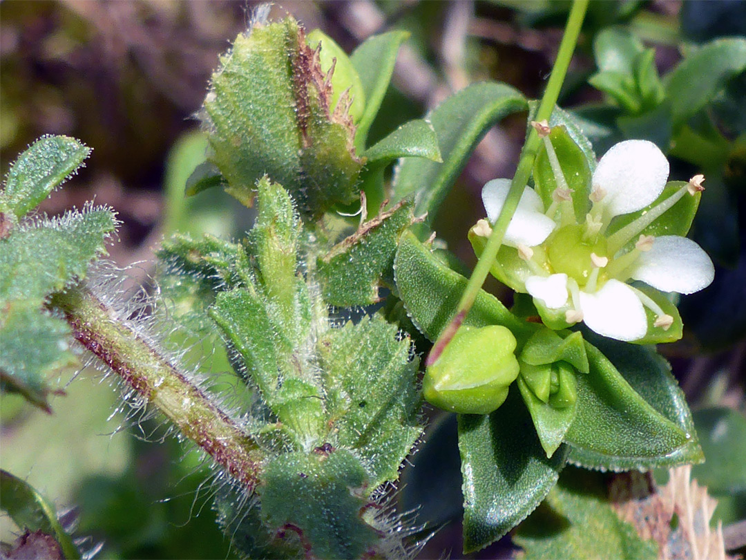 Flower and leaves