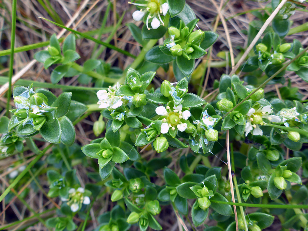 Group of flowers