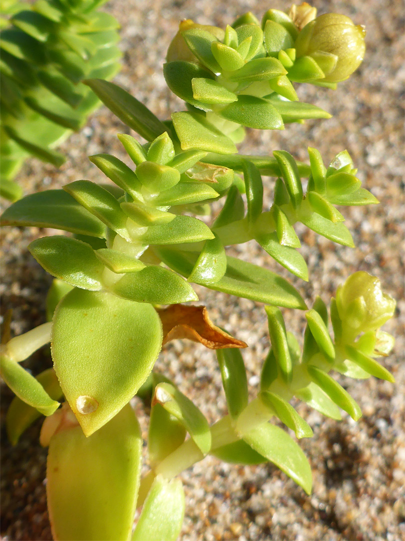 Pale green leaves