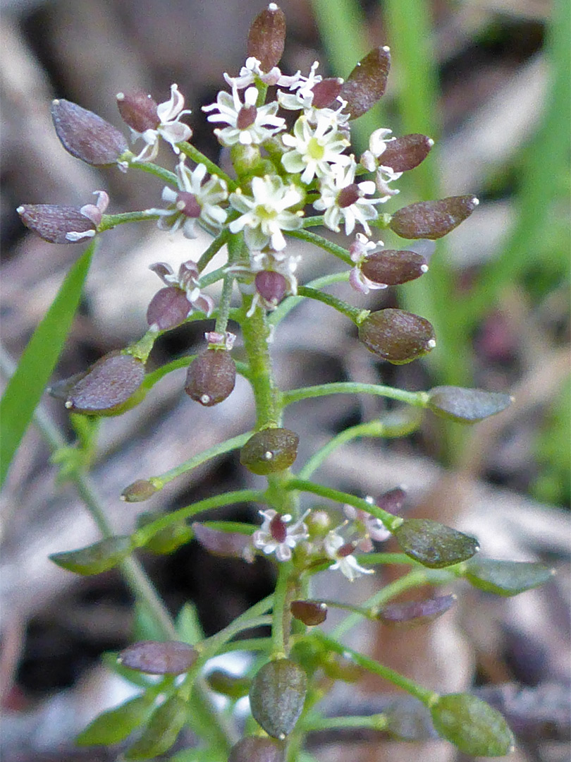 White flowers