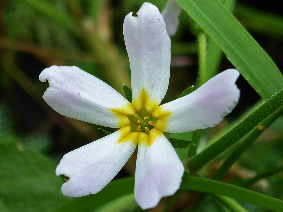 Water violet