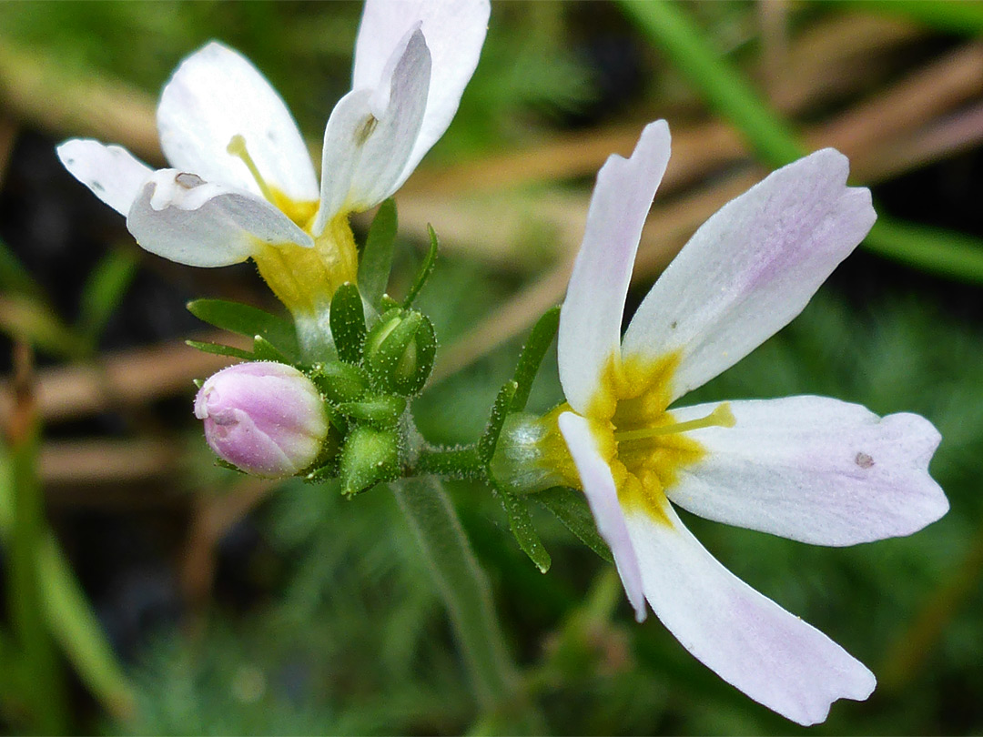 Buds and flowers