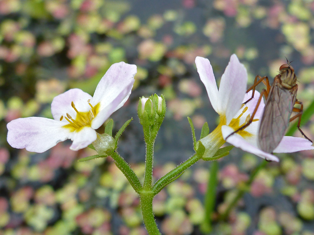 Fly on a flower