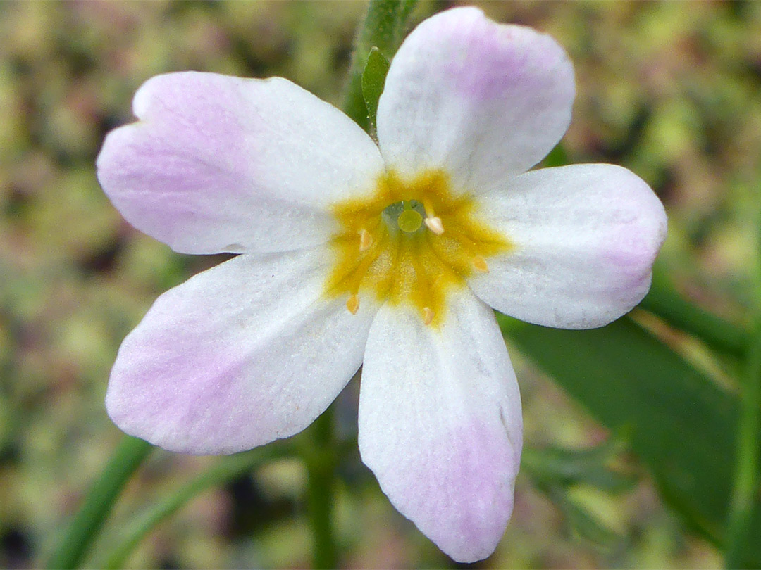 Pale pink flower