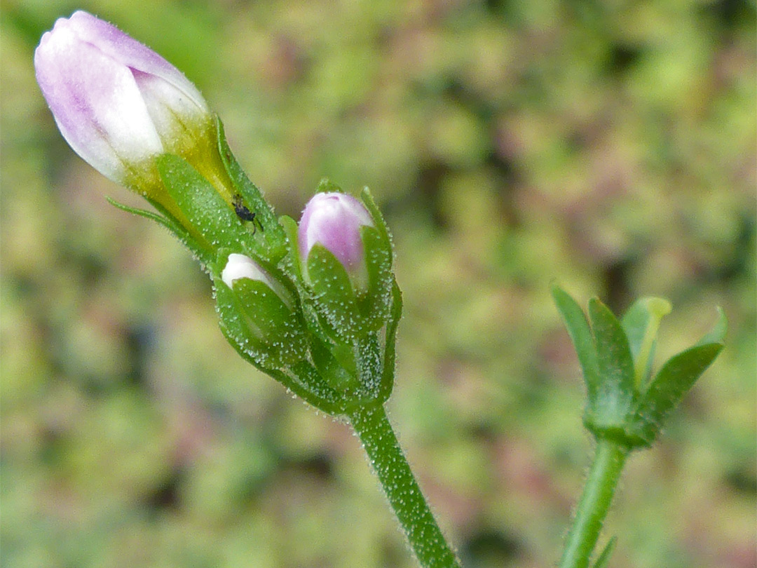 Buds