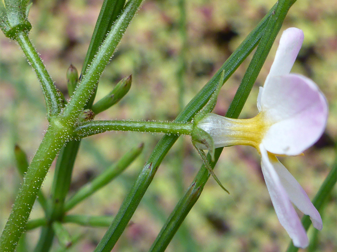 Spreading sepals