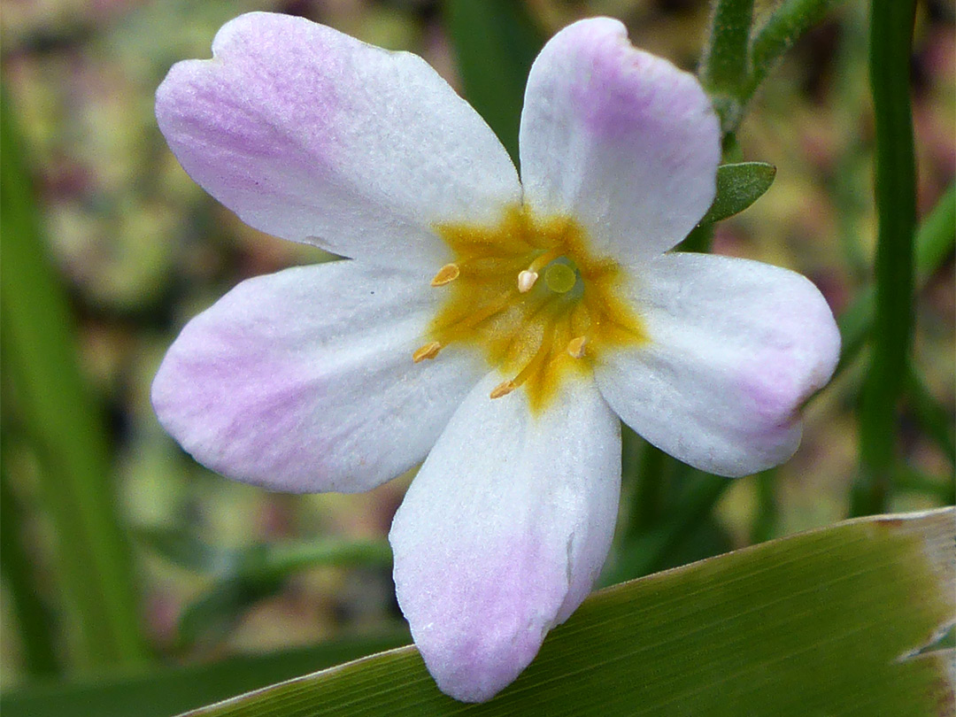 Yellow-centred flower