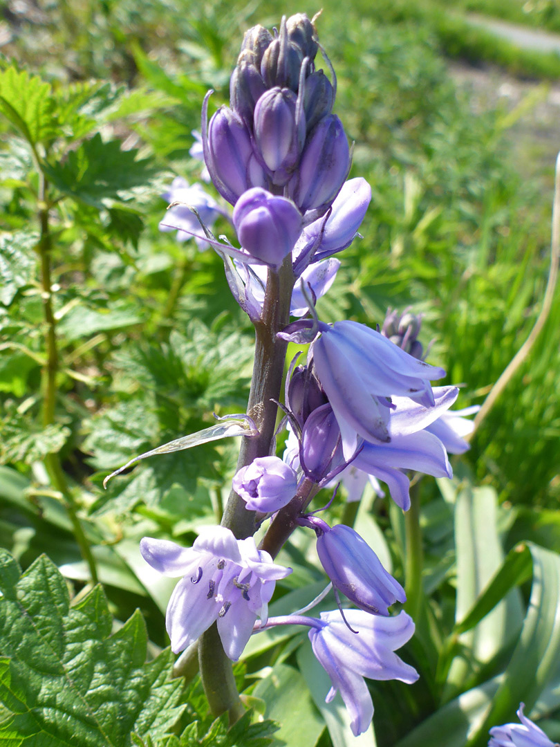 Pale purple flowers