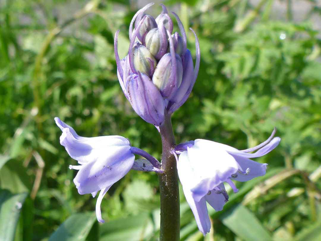 Buds and flowers