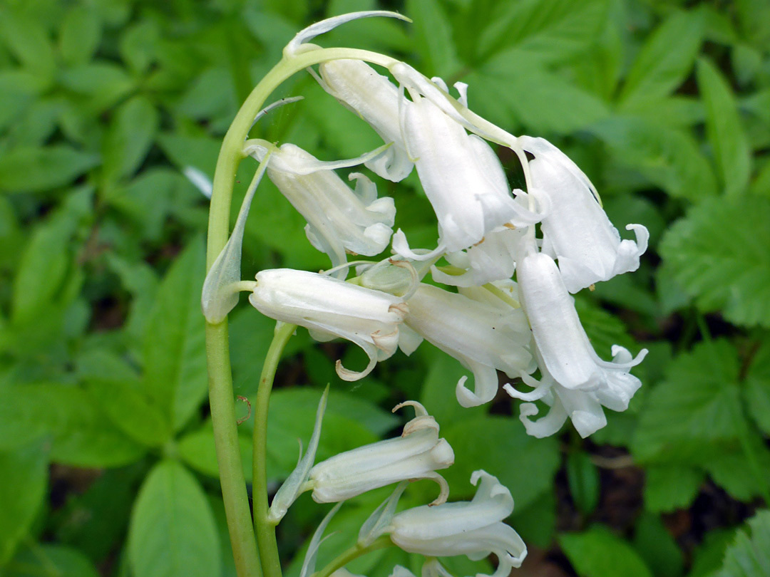 White flowers