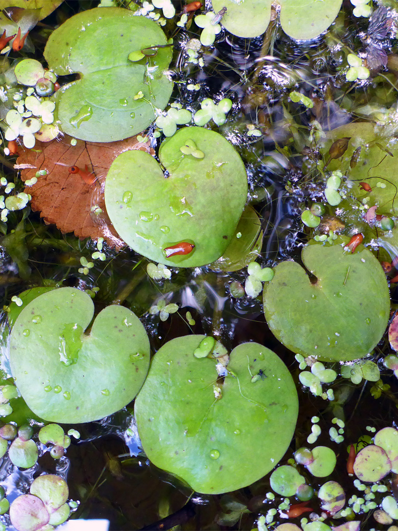 Round leaves