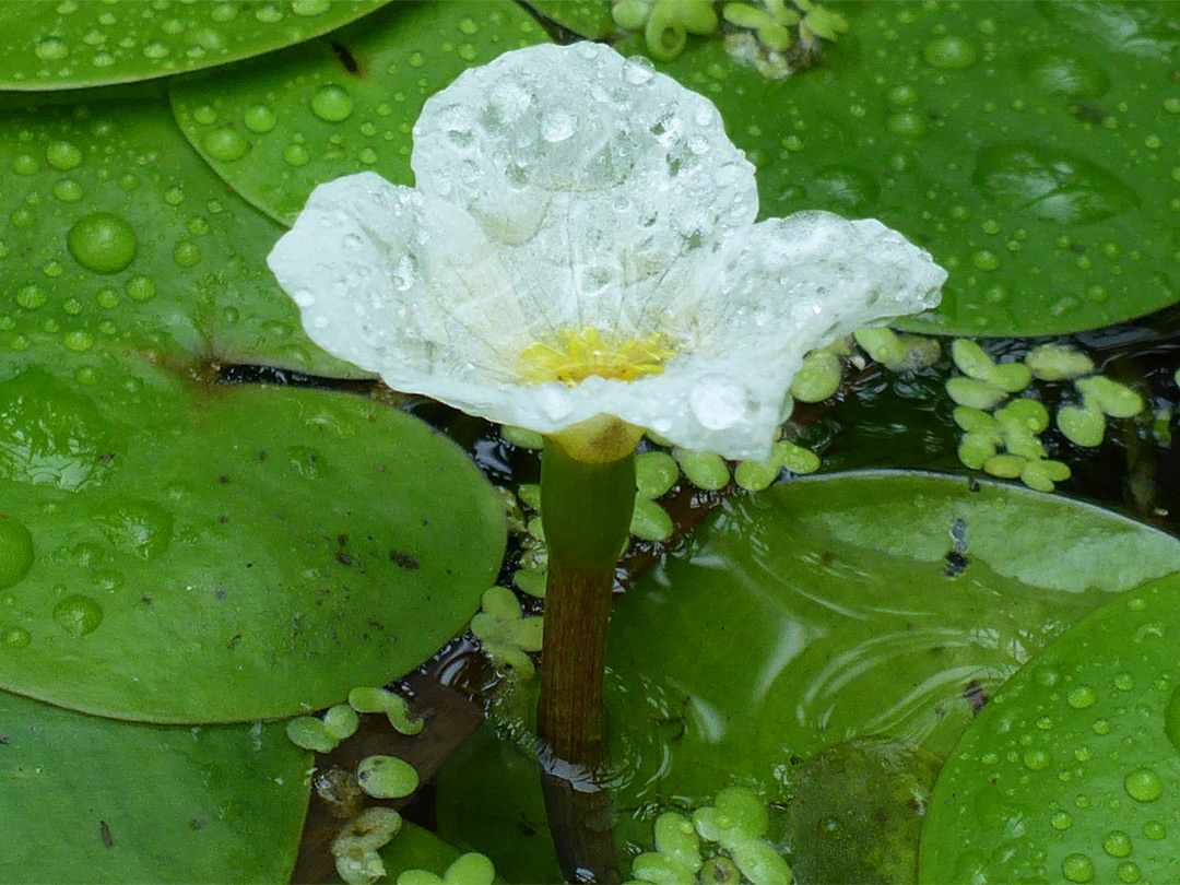 Frogbit