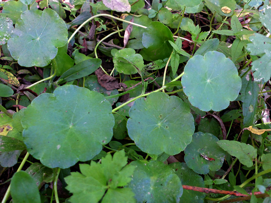 Scalloped leaf margins