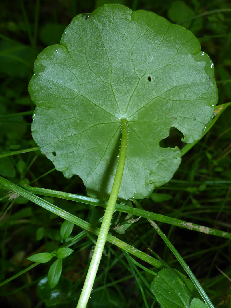 Sparsely-hairy leaf stalk