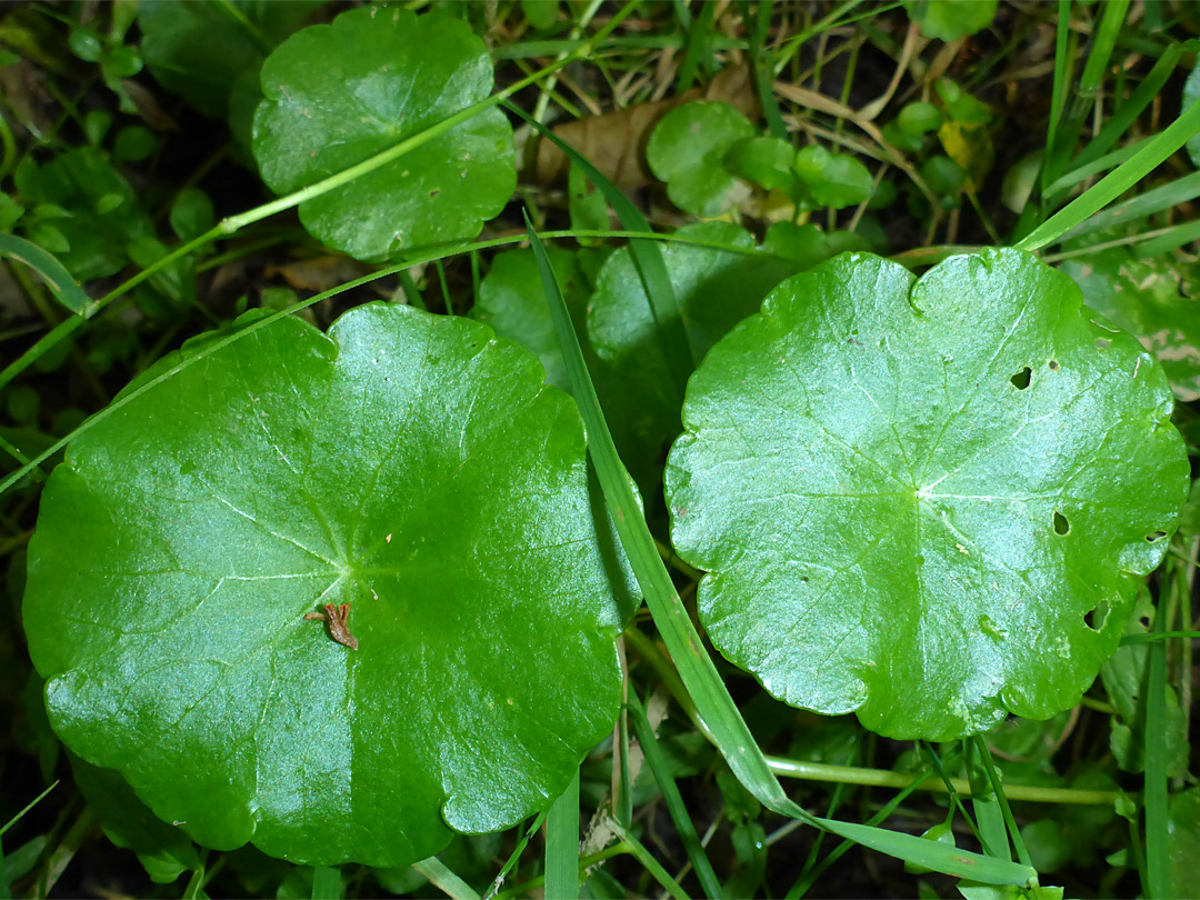 Shiny leaves