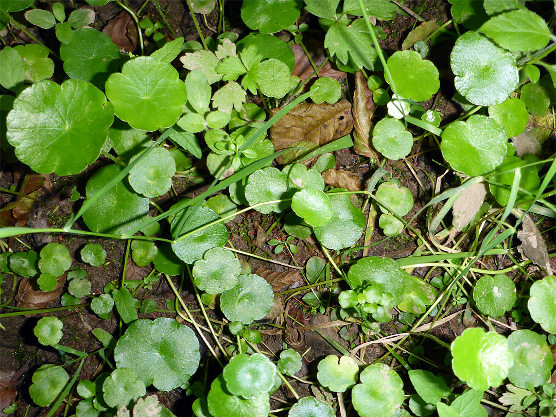 Differently-sized leaves