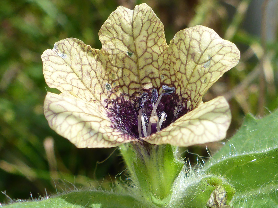 Veined petals