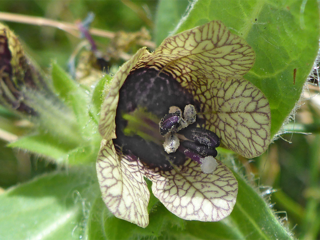 Purple-centred flower