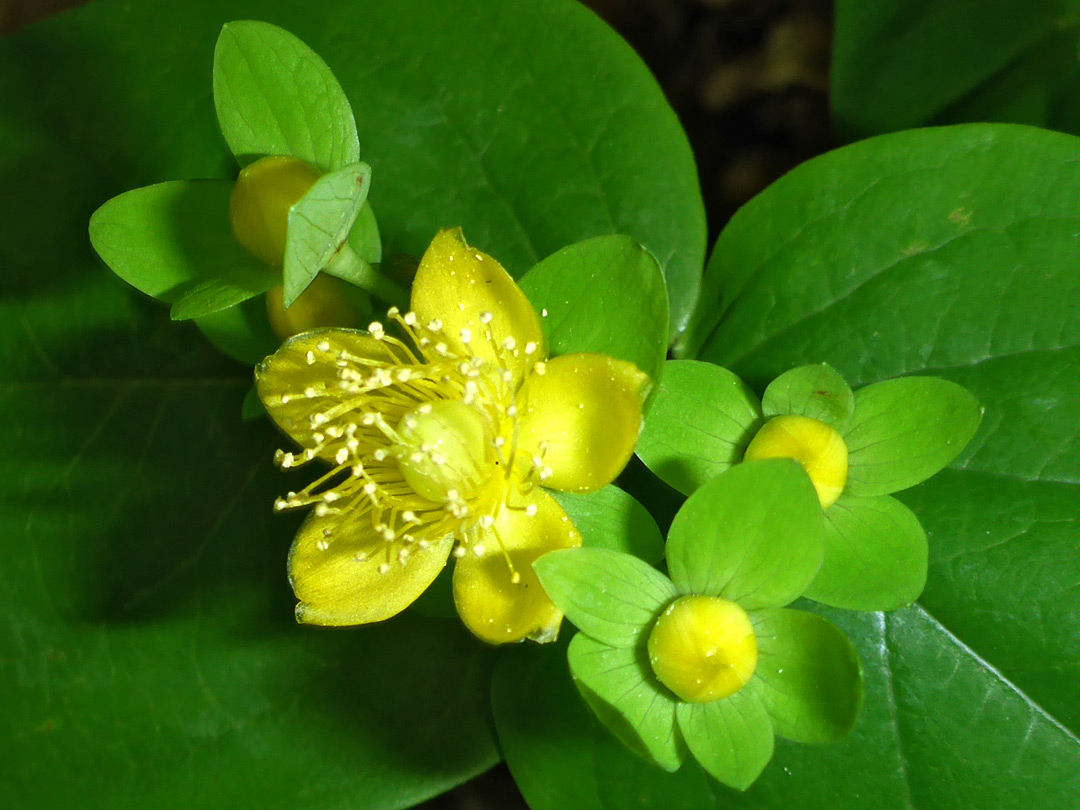 Bright yellow flower